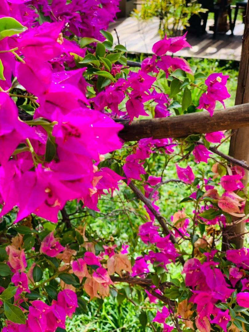 Jungle Breeze Home Stay Kasane Extérieur photo